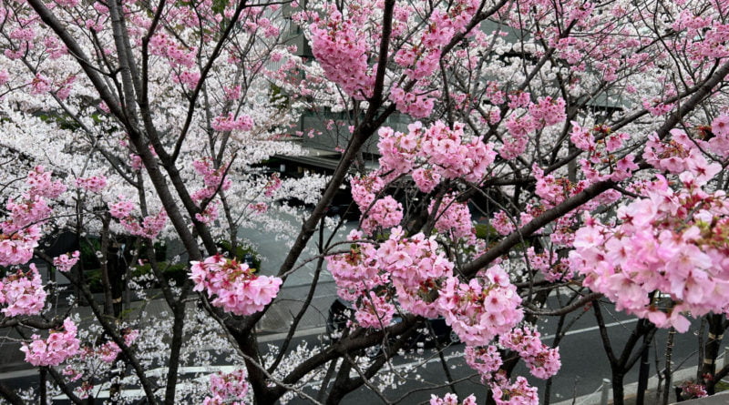 Cherry Blossom on Tree in Park