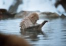 Monkey in an Onsen